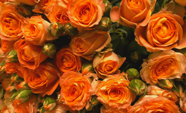 ROSES ST-VALENTIN | Bouquet de 30 roses à CHF 15.-