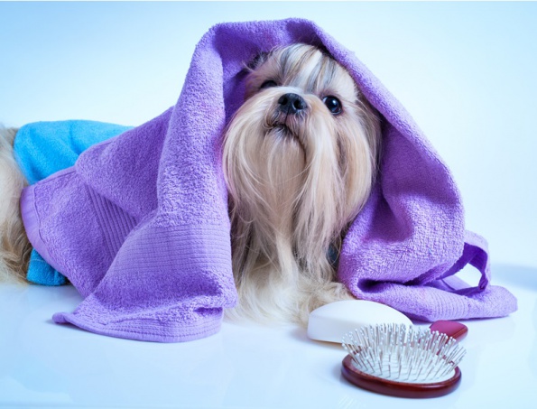 Quand les chiens s'emmêlent | 30% sur services de toilettage pour chiens et chats (Lausanne)