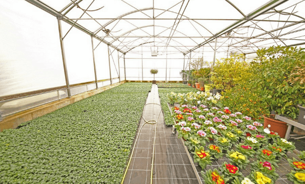 Hämmerli Jardinerie  | JARDINERIE PLANTES ET FLEURS | 20% de remise