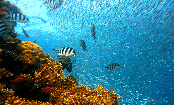 Undersea Influence | BAPTÊME DE  PLONGÉE RENENS | 40% de remise