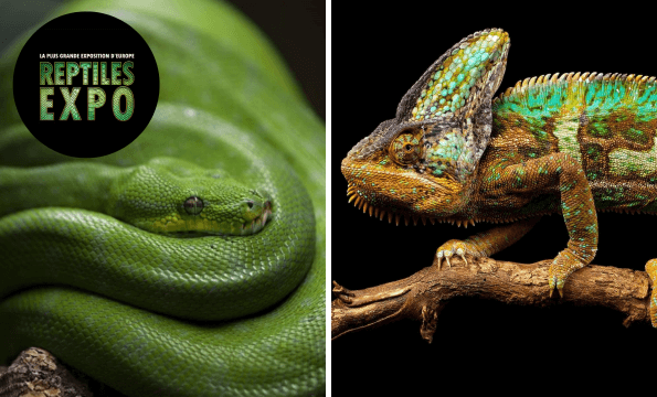 REPTILES EXPO FRIBOURG | 1 entrée offerte
