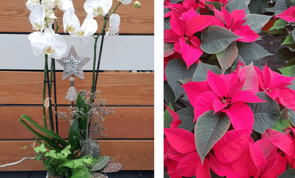 FLEURS & SAPINS | 20% de remise
