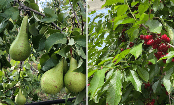 FRUITS FRAIS DE CRISSIER | 1 kg offert
